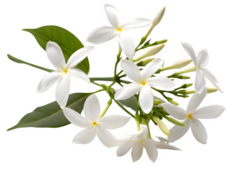 Night flowering jasmine on transparent background