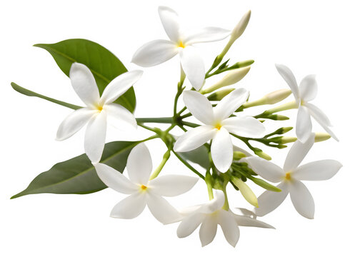 Fototapeta Night flowering jasmine on transparent background