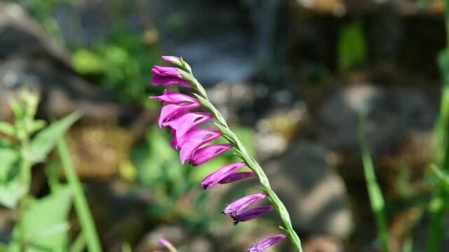 Roter Bartfaden Strauch mit bl&uuml;henden Bl&uuml;ten im Juni, Penstemon Barbtus Staude, Bartfaden Sorte im Garten Paradies mit kleinem Wasserfall