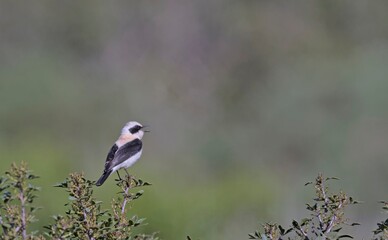 Black-eared Wheatear (Oenanthe melanoleuca), Crete