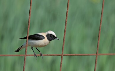 Black-eared Wheatear (Oenanthe melanoleuca), Crete