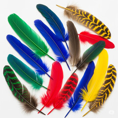different color feathers