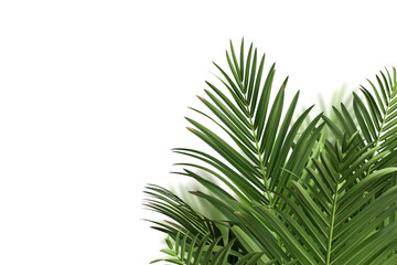 Realistic palm leaves shrubs corner on transparent backgrounds 