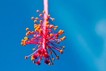 Close-up of pink hibiscus stamen against clear blue sky in Toba Samosir, Indonesia. Minimalist macro shot with vivid colors, shallow depth, perfect for nature, botany, or wellness themes.