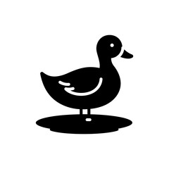 Duck Standing in Puddle with Reflections on Wet Ground