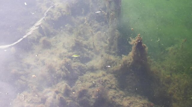 Lush green algae covering rocky riverbed, gentle water current creating shimmering sunlight reflections in underwater ecosystem.
