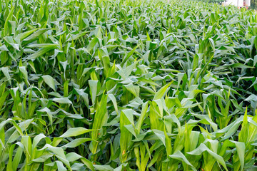 A wide, sunlit cornfield stretching across the countryside, with tall green stalks and golden tassels swaying gently in the breeze. The landscape reflects the beauty of rural agriculture and seasonal 