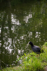 A coot standing by the side of the Grand Union Canal at Southall in London, UK. Eurasian coot (Fulica atra). 