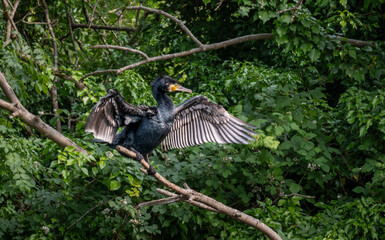 A cormorant standing on a branch and drying its wings. Cormorant (Phalacrocorax carbo) seen by the Grand Union Canal in Southall, London, UK.