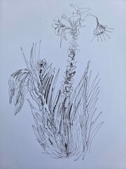 flowers and plants on the hand made sketch drawing  