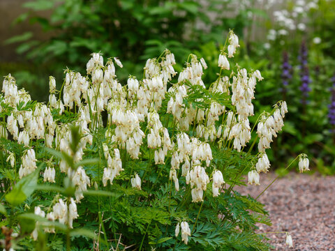Dicentra formosa Aurora (western, wild or Pacific bleeding-heart) is a species of flowering plant in the poppy family