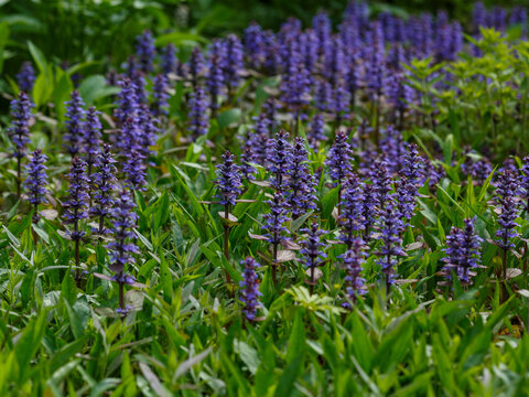 Creeping bugleweed ( Latin- Ajuga reptans ) is a perennial herbaceous plant