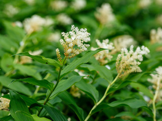 Maianthemum racemosum ( lat. Maianthemum racemosum ) is a species of perennial herbaceous plants of...