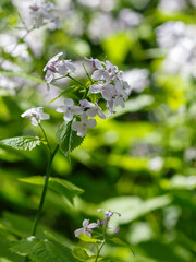 Perennial Lunaria ( Latin- Lunaria rediviva ) is a perennial herbaceous plant, a species of the...