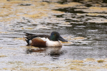 Canard souchet, male,Anas clypeata, Northern Shoveler