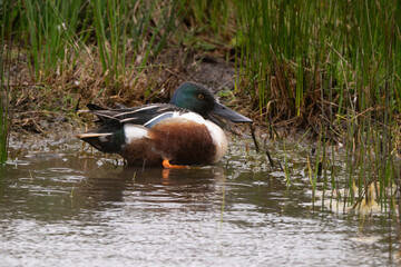 Canard souchet, male,Anas clypeata, Northern Shoveler