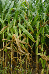 A field of corn with some of the stalks brown and withered