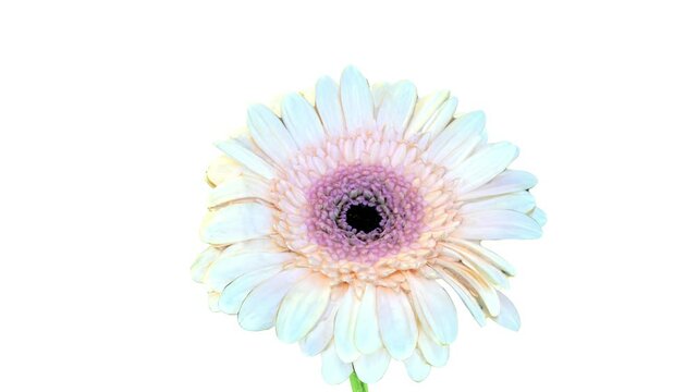 transvaal daisy flower animation