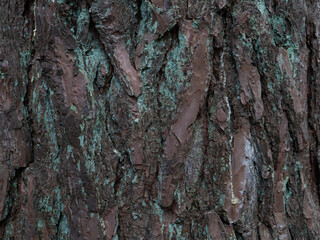 A tree trunk with green moss growing on it