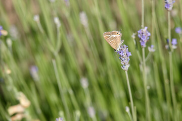 Butterfly resting on lavender flowers in a sunny garden setting during early summer