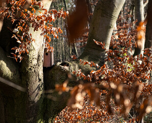 A birdhouse is perched on a tree branch