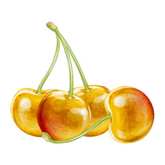cherry digital waterolor stock illustration