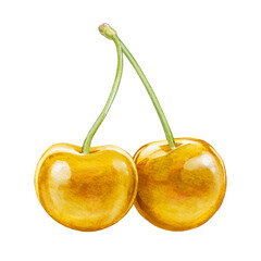 cherry digital waterolor stock illustration
