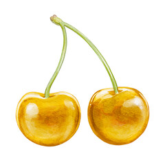 cherry digital waterolor stock illustration