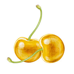cherry digital waterolor stock illustration