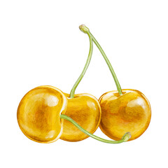 cherry digital waterolor stock illustration