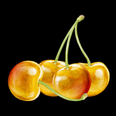 cherry digital waterolor stock illustration