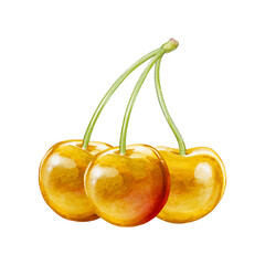 cherry digital waterolor stock illustration