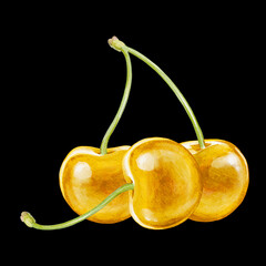 cherry digital waterolor stock illustration