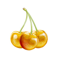 cherry digital waterolor stock illustration
