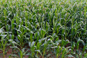 A wide, sunlit cornfield stretching across the countryside, with tall green stalks and golden tassels swaying gently in the breeze. The landscape reflects the beauty of rural agriculture and seasonal 