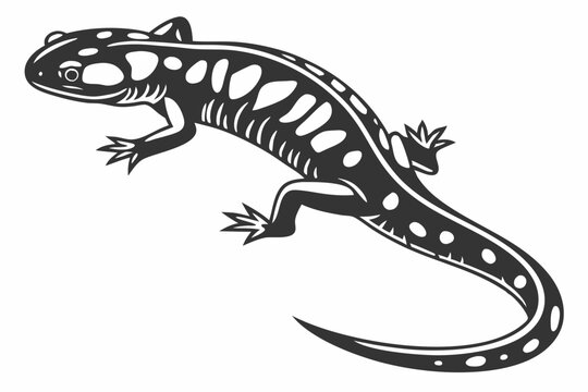 T*i様 Salamander 2023 Tiger Salamander