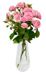 spray rose in a transparent vase