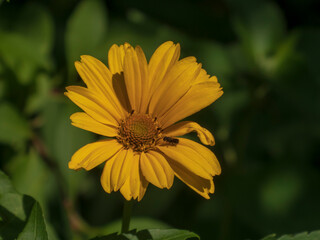 Bright Yellow False Sunflower with Tiny Insect