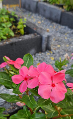 Close up pink flower blooming and growing in flower pot. Natural plant and Decorative flower. Cape Periwinkle, Bright Eye, Indian Periwinkle, Madagascar Periwinkle or Pink Periwinkle