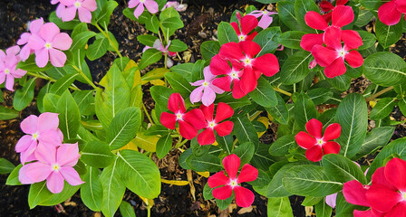 Top view of red and pink flower blooming and growing in flower pot. Natural plant and Decorative flower. Cape Periwinkle, Bright Eye, Indian Periwinkle, Madagascar Periwinkle or Pink Periwinkle