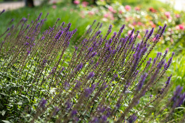 A beautiful bunch of vibrant purple flowers is currently growing in the grass