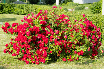 Vibrant Red Roses Blooming Beautifully in a Lush, Colorful Garden of Abundant Flora