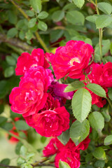 Vibrant Red Roses Blooming Beautifully in a Lush, Colorful Garden of Abundant Flora