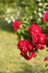 Vibrant Red Roses Blooming Beautifully in a Lush, Colorful Garden of Abundant Flora