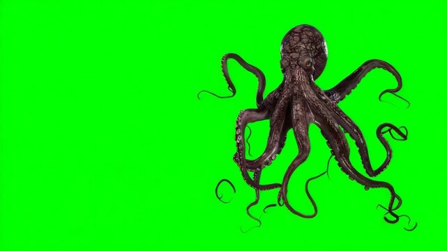Vibrant octopus displayed on a green screen background for creative visual projects and editing