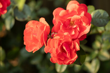Vibrant Red Roses Blooming Beautifully in a Lush, Colorful Garden of Abundant Flora