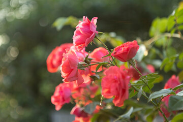 Vibrant Red Roses Blooming Beautifully in a Lush, Colorful Garden of Abundant Flora