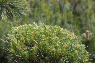 pine runners, coniferous seedlings for sale in a nursery, coniferous seedlings, landscape design, 2