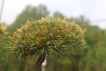 pine runners, coniferous seedlings for sale in a nursery, coniferous seedlings, landscape design, 2