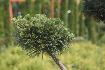 pine runners, coniferous seedlings for sale in a nursery, coniferous seedlings, landscape design, 2